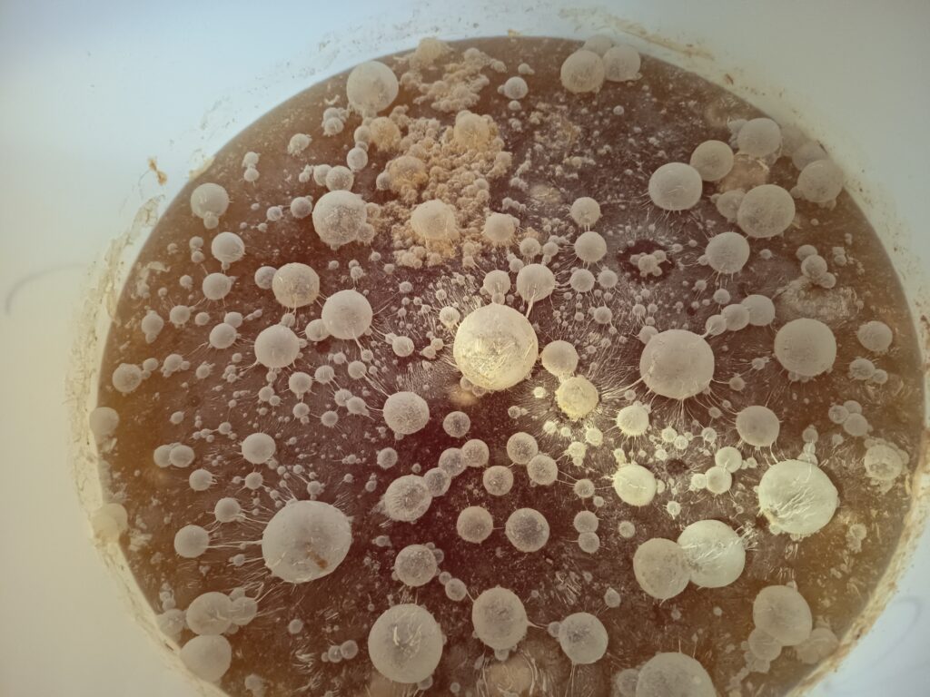 A pellicle